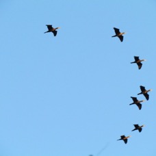 NATURE - 1 di 73 (20).jpg
