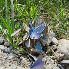 NATURE - 1 di 73 (6).jpg