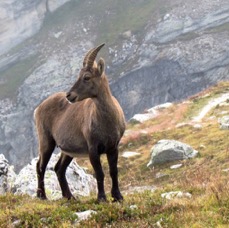 NATURE - 1 di 73 (31).jpg