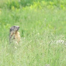 NATURE - 1 di 73 (36).jpg