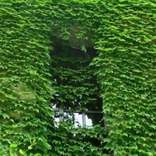 NATURE - 1 di 73 (48).jpg