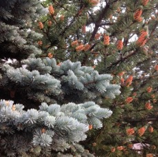 NATURE - 1 di 73 (51).jpg