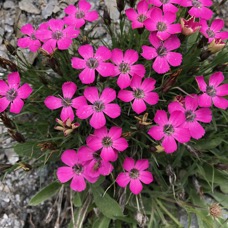 NATURE - 1 di 73 (55).jpg
